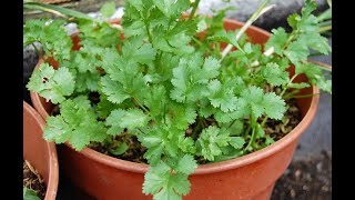 How to Grow Coriander from Seeds  Plant Dhania at home [upl. by Gilmour890]