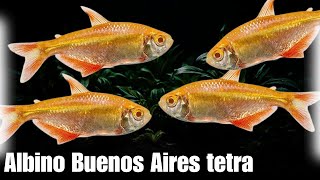 Albino Buenos Aires Tetra Tips amp Tricks [upl. by Jann615]