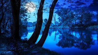 Soothing Night Time Forest Sounds  2 Hour Ambient Soundscape  For Sleep amp Relaxation [upl. by Nuhsed274]