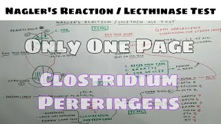 Naglers Reaction  Lecthinase Test  2 Only One Chart  TCML [upl. by Boylan]