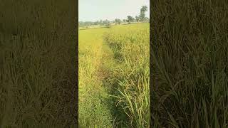 shortclips My villagehariyali wala view [upl. by Nalek76]