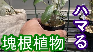 塊根植物パキポディウム・アデニウムにハマるFall in love with the tuberous plant Pachypodium Adenium [upl. by Aseyt]