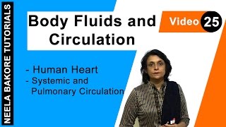 Body Fluids and Circulation  NEET  Human Heart  Systemic and Pulmonary Circulation  Neela Bakore [upl. by Ambrogio]