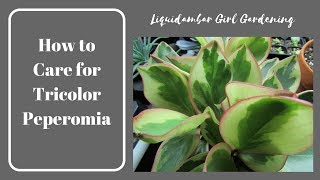 Tips for Growing Tricolor Peperomia  Houseplants  Succulents [upl. by Luiza]