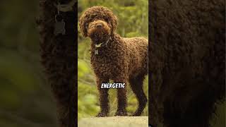 Why Lagotto Romagnolos Make Great Pets [upl. by Gastineau]