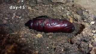 Deaths Head Hawk Moth Development of pupa [upl. by Gelasius]