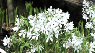 Growing Woodland Phlox [upl. by Jaylene]