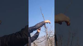 Apple Rootstock Pruning rootstock pruning apple [upl. by Notle505]