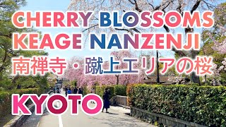 春本番 京都 蹴上・南禅寺エリアの桜 隠れスポット清流亭 南禅寺 蹴上インクライン Cherry blossoms in Keage amp Nanznji area in Kyoto 京都観光 [upl. by Cheng]