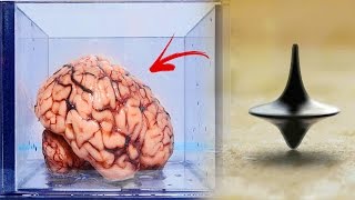 La Terrorífica Teoría del Cerebro en un Frasco ¿La Realidad es una iIusion [upl. by Adnoel]