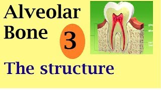 Alveolar bone part 3 the structure [upl. by Elesig]