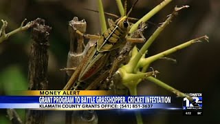 Klamath County announces grant program to battle grasshopper cricket infestation [upl. by Lessirg]