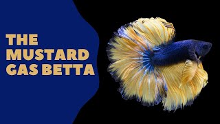 The Mustard Gas Betta Fish [upl. by Shushan]