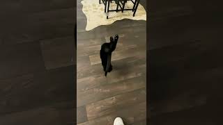 shortvideo funny petschannel yourpet cat pets catschannel [upl. by Bej]