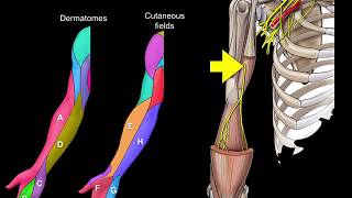 Dermatomes and Cutaneous fields [upl. by Nylrak]