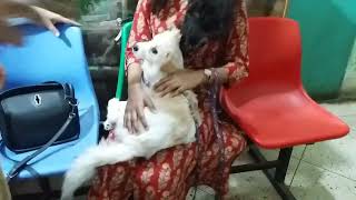 Dr Sagirs Pet Clinic  ডাঃ সাগীরস পেট ক্লিনিক ঢাকা II Dr Sagirs Pet Clinic 01912251312 [upl. by Theodoric]