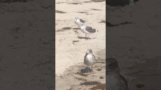 🌊Seagull🐦🤍🐦Paradise🌊 seagulls seagull seabirds birds birdlover 🌴beach beachlife ocean [upl. by Barbra]