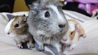 Meerschweinchen Babys von Trüffel  Die Meeries [upl. by Aremmat]