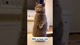 Billi se baat chit 😂funny shorts trending comedy youtube youtubeshorts viralvideo video fun [upl. by Malan]