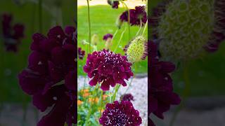 Scabiosa atropurpurea flowergarden flowers flower [upl. by Nuahsad]