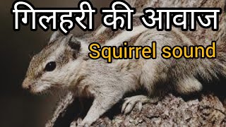 Loud Squirrel Chirping Sound Squirrel Soundsगिलहरी की आवाजगिलहरी की बोली [upl. by Ainet890]