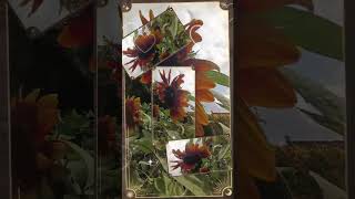 Tournesol rouge garden gardening jardin peppergarden nature food peppergrowing collection [upl. by Nishom734]