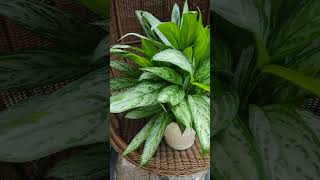 Aglaonema Silver Queen plants aglaonema tanamanhias houseplants [upl. by Gnilrits]