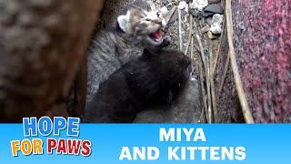 A very young cat gives birth and needs help from humans 😺🐈🐈🐈 catrescue [upl. by Nerissa]