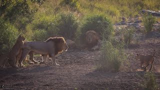 Playful Lion cubs greet Mom amp Dad  Kruger National Park [upl. by Heer]