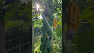 Papayas are almost ready farming thailand papaya [upl. by Niret]