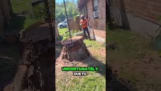 🌳 CraneAssisted Tree amp Stump Removal 🌳 Arborist on Demand League TX [upl. by Norod]