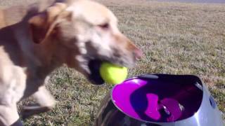 PetSafe® Automatic Ball Launcher is Fun [upl. by Kopple]