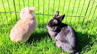 Bunnies enjoying springtime weather sunshine and grass [upl. by Iphigeniah]