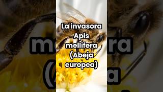 Apis mellifera la abeja invasora apismellifera especieinvasora polinizadores fyp shorts [upl. by Draude353]