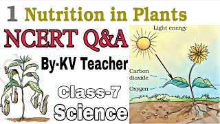 Question Answers ONLY  Nutrition In Plants  Class7 Science NCERT Chapter1 Solution ByKV Teacher [upl. by Colville]