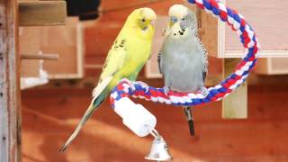 30 Minutes of Budgies  Playing Singing and Talking [upl. by Cyndi]