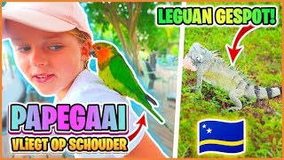 PAPEGAAi VLiEGT OP SCHOUDER amp LEGUANEN OP GOLFBAAN  Curaçao 🇨🇼  Bellinga Vlog 3058 [upl. by Alfeus187]