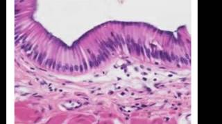 Epithelial Histology Review [upl. by Dranreb121]