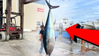 10FT Long Tuna Caught 3 Miles Offshore [upl. by Ahsemak421]