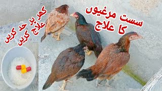 lazy chicken treatment at home low cost  chicken treatment  how to treat sick chicken at home [upl. by Narot67]