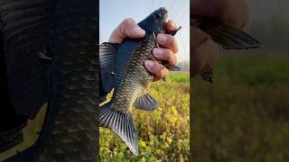 Carp Fishing with a Giant Hook – Watch This Big Catch [upl. by Kcirted680]