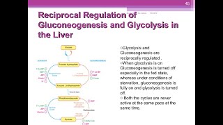 Reciprocal regulation of gluconeogenesis and glycolysis [upl. by Mastic]