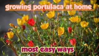 How to grow portulaca  moss rose  portulaca flower seeds [upl. by Rettig972]