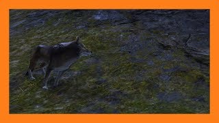 Guild Wars 2  Wolf Pet Locations [upl. by Certie835]