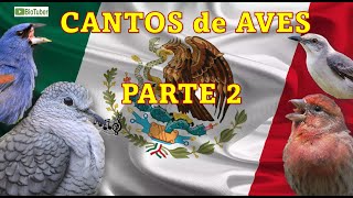 CANTOS DE MÉXICO Aves 🐦🇲🇽 PARTE 2 cantos voz y llamados de aves que se encuentran en México [upl. by Cutler]