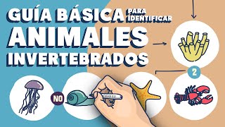 Guía básica para distinguir animales invertebrados [upl. by Edyth]