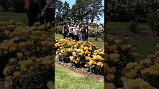 Victoria State Rose Garden  Werribee Victoria Australia 🇦🇺 [upl. by Alilahk78]