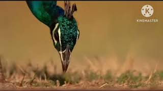 beautiful peacock feathers 9 🦚peacock sound peacock trendingvideo natureViyusnaturelove02 [upl. by Roslyn]