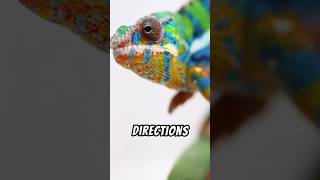 The Panther Chameleon  A Colorful Creature 😍 [upl. by Yerfoeg]