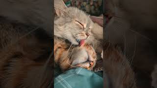 So love❤️cat baby catlover kitten cutecat animals [upl. by Roeser]